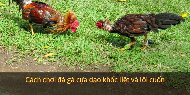 Cách chơi đá gà cựa dao khốc liệt, lôi cuốn