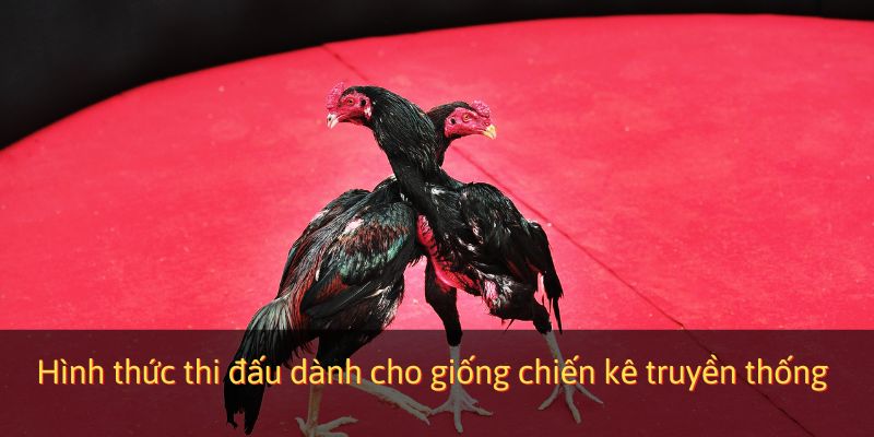 Hình thức thi đấu dành cho giống chiến kê truyền thống