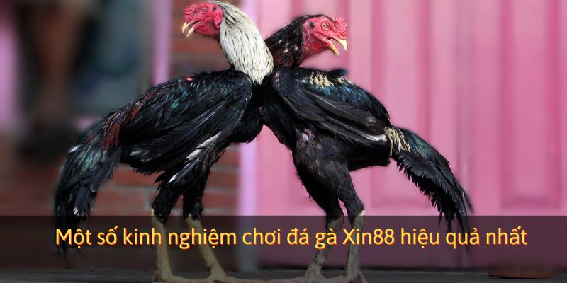 Một số kinh nghiệm chơi đá gà Xin88 hiệu quả nhất
